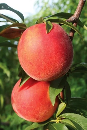 Персик домашній ‘Флемінг Фьюрі’|Prunus persica ‘Fleming Fury’|Персик домашний ‘Флеминг Фьюри’